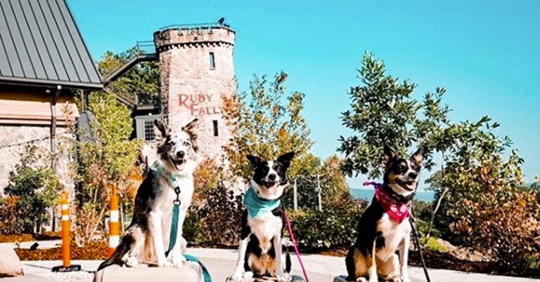 Dogs at Ruby Falls
