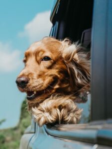 Dog with head out car window