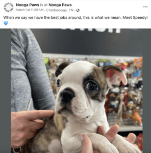 Dog in Nooga paws pet store