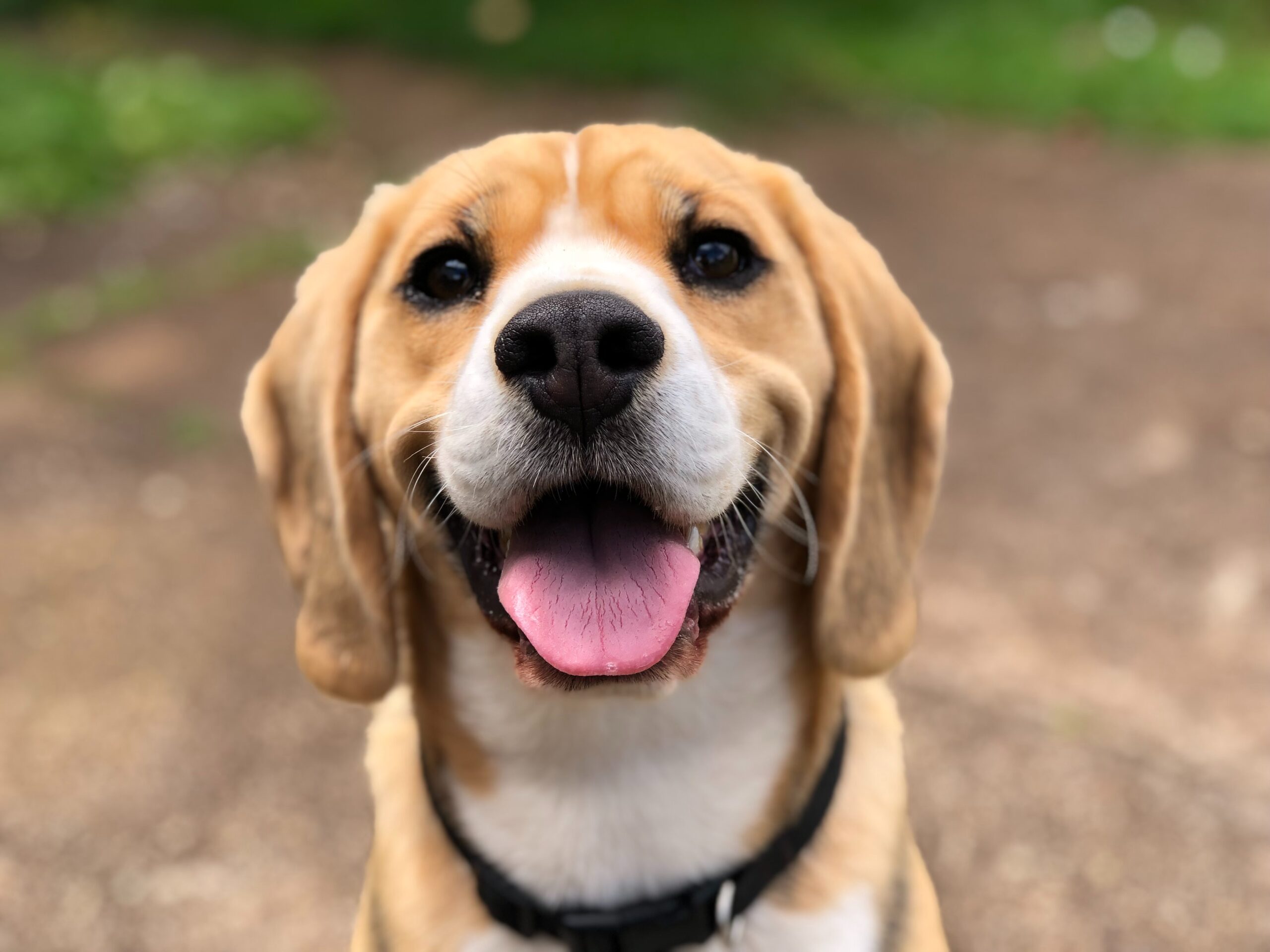 Hound dog looking at camera and appearing happy