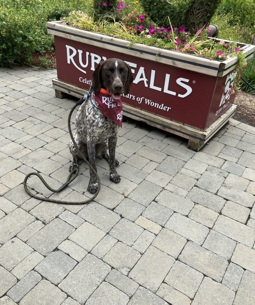 Brown and white dog outside on the Village Plaza at Ruby Falls, sitting in front of a planter with flowers and plants.